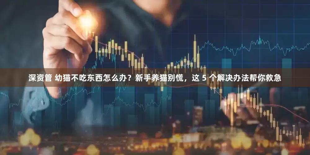 深资管 幼猫不吃东西怎么办？新手养猫别慌，这 5 个解决办法帮你救急